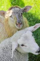 pecore lanose bianche e marroni in prato, orsacchiotto, norvegia.