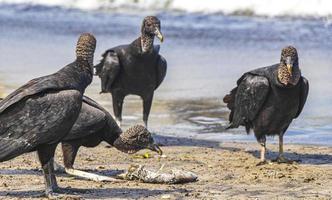 avvoltoi neri tropicali mangiano carcasse di pesce rio de janeiro brasile. foto