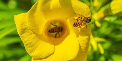 le api mellifere si arrampicano volano nel fiore di oleandro giallo in messico. foto