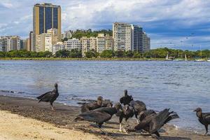 avvoltoi neri tropicali mangiano carcasse di pesce rio de janeiro brasile. foto