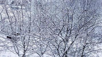 neve su alberi e cespugli. campagna nella neve. pittoresco paesaggio invernale innevato. foto