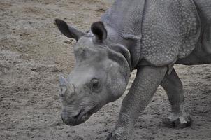 rinoceronte mammifero animale foto