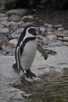 pinguino uccello animale foto