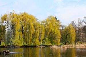 gli alberi e la fontana. foto