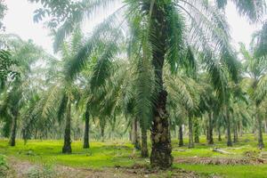 olio palma o elaeis guineense, olio palma piantagioni, ordinatamente disposte olio palma alberi, crescere abbondantemente e diventare un' grande merce nel Indonesia foto