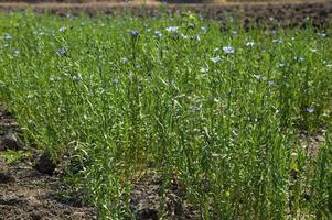 campo agricolo di bellissime piante e fiori di semi di lino, campo agricolo. foto