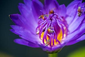 le api prendono il nettare dalla bellissima ninfea viola o dal fiore di loto. macro immagine dell'ape e del fiore. foto