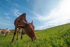 mucche al pascolo su un campo di erba lussureggiante foto