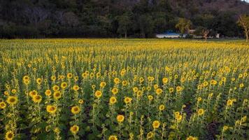 Campo di girasoli di fioritura dalla vista aerea con lo sfondo del tramonto al campo di girasoli di Khao jeen lae, lopburi, Thailandia foto