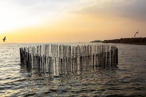 il gabbiano evacua il freddo dall'emisfero settentrionale a bangpu, samutprakarn, thailandia durante l'inverno da novembre a marzo. mare e cielo con tanti gabbiani erano tempi molto belli. foto