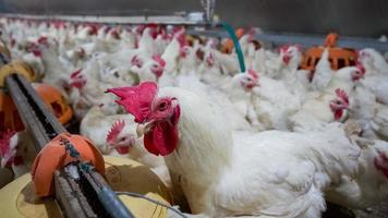 azienda agricola di pollame da carne con un gruppo di polli bianchi in una fattoria moderna. foto