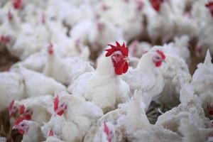 azienda agricola di pollame da carne con un gruppo di polli bianchi in una fattoria moderna. foto