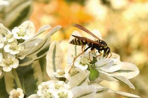 una vespa è seduta su un ramo foto