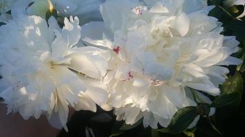 fiore di peonie bianche con ombra in giardino foto