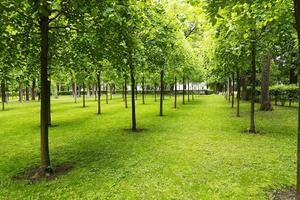 alberi in un prato con prato. foto