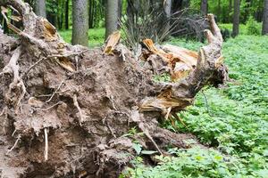 un albero caduto nella foresta dopo l'uragano. foto