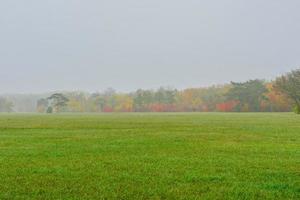 albero nella nebbia calda mattina d'autunno foto