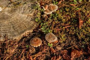 finti funghi su un vecchio ceppo nel bosco foto