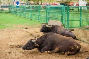bufalo africano adulto allo zoo foto