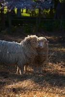 adorabile coppia di pecore foto