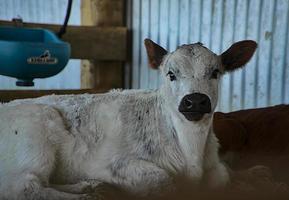 vitello bianco più carino con il suo naso nero foto