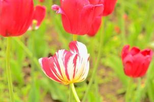 tulipano bianco e rosso nella carta garden.flower. foto