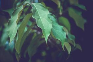 sfondo foglie naturali verdi. foto