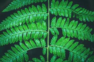 sfondo naturale. sfondo di colore di foglie di felce verde. foto
