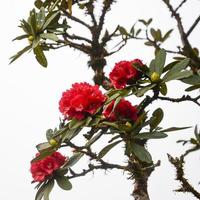 fiori fiori di rododendro rosso foto