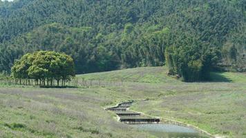 il bellissimo paesaggio primaverile nella foresta con gli alberi verdi freschi e la calda luce del sole foto