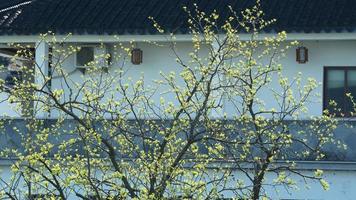 la bellissima vista del villaggio tradizionale cinese con l'architettura classica e gli alberi verdi freschi come sfondo in primavera foto