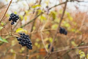 bacche nere, non commestibili su un ramo spoglio. grande piano. bacca di lupo nella foresta su un ramo, grande. bacche pericolose. frutta tossica foto