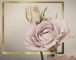 rosa fiori vintage cornice d'oro foto