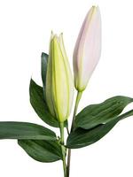 giglio di fiori su uno sfondo bianco con copia spazio per il tuo messaggio