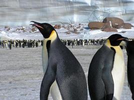 pinguini imperatori nel ghiaccio dell'Antartide foto