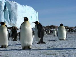 pinguini imperatori nel ghiaccio dell'Antartide foto