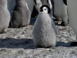 pinguini imperatori nel ghiaccio dell'Antartide foto