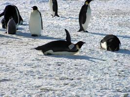 pinguini imperatori nel ghiaccio dell'Antartide foto