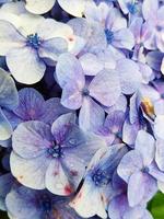 foto in primo piano di bellissimi fiori viola