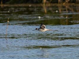 fauna nell'albufera di valencia, spagna foto