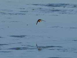 fauna nell'albufera di valencia, spagna foto