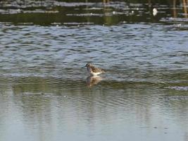 fauna nell'albufera di valencia, spagna foto