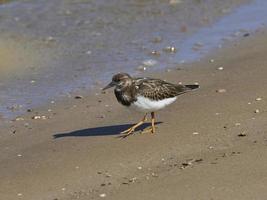 fauna nell'albufera di valencia, spagna foto