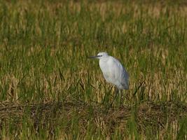 fauna nell'albufera di valencia, spagna foto