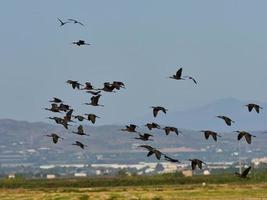 fauna nell'albufera di valencia, spagna foto