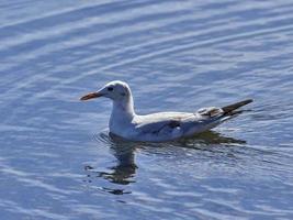 fauna nell'albufera di valencia, spagna foto