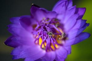 le api prendono il nettare dalla bellissima ninfea viola o dal fiore di loto. macro immagine dell'ape e del fiore.