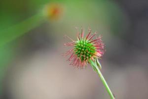 macro bocciolo di fiore foto