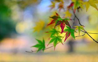 sfondo foglia d'autunno foto