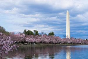 Monumento a Washington durante il festival dei fiori di ciliegio al bacino di marea, Washington DC, Stati Uniti d'America foto